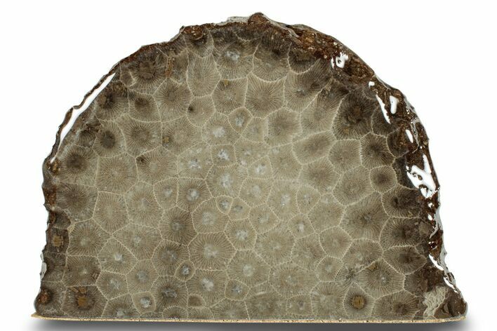 Free-Standing, Petoskey Stone (Fossil Coral) Section - Michigan #253635